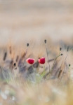 amapolas