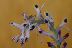 Apteromantis Aptera