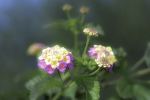 Banderita (Lantana Montevidensis)