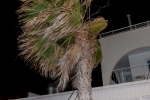 Palmera al viento