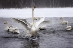 El lago de los cisnes