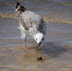 Gaviota