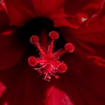 Hibisco rojo.