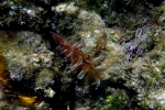 Pinna nibilis (Nacra común)