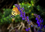 Mariposa en lavanda