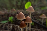 Mycena