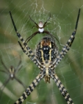 Trio de trifasciatas