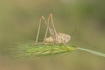 Pequeño saltamontes