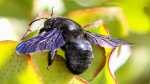 Xylocopa Violacea