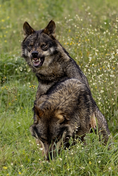 Lobos