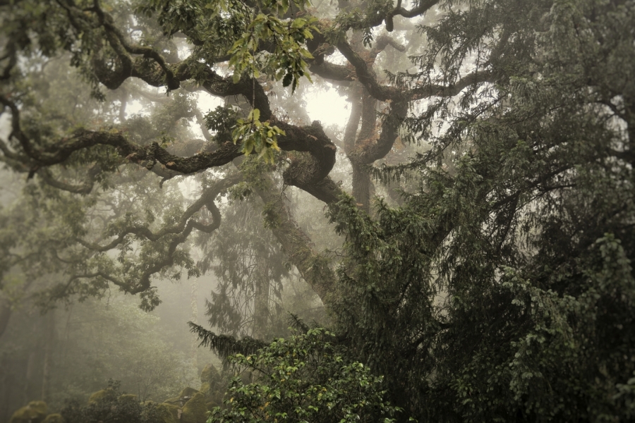 Bosque en niebla