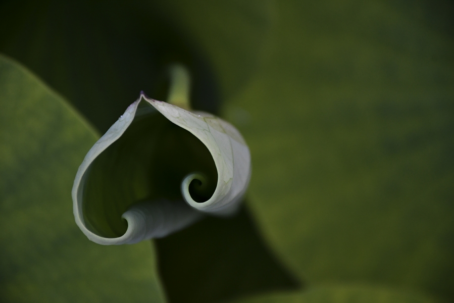 CORAZÓN DE NENUFAR