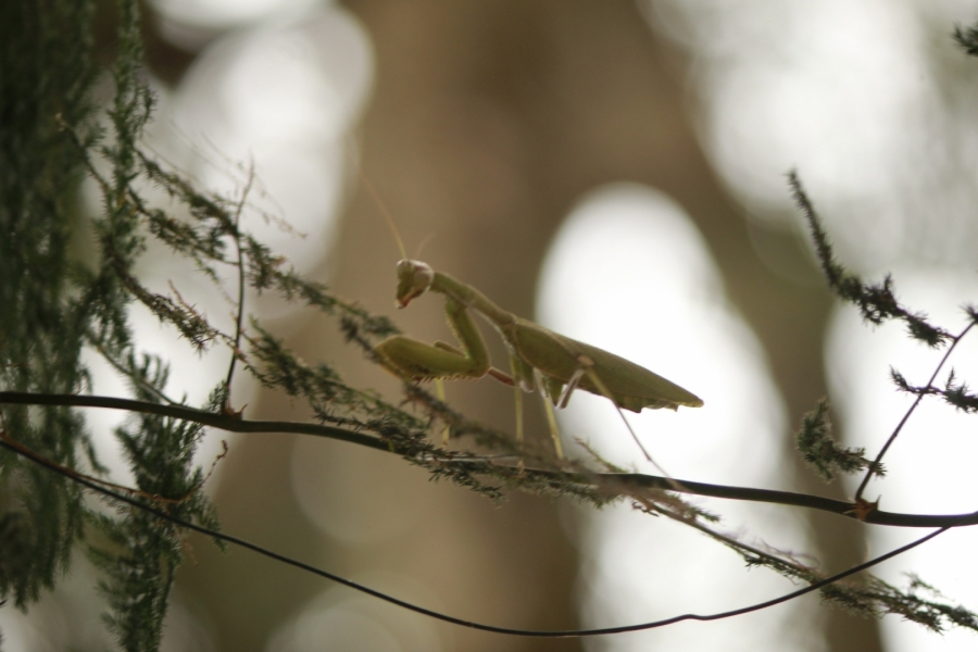 Mantís religiosa