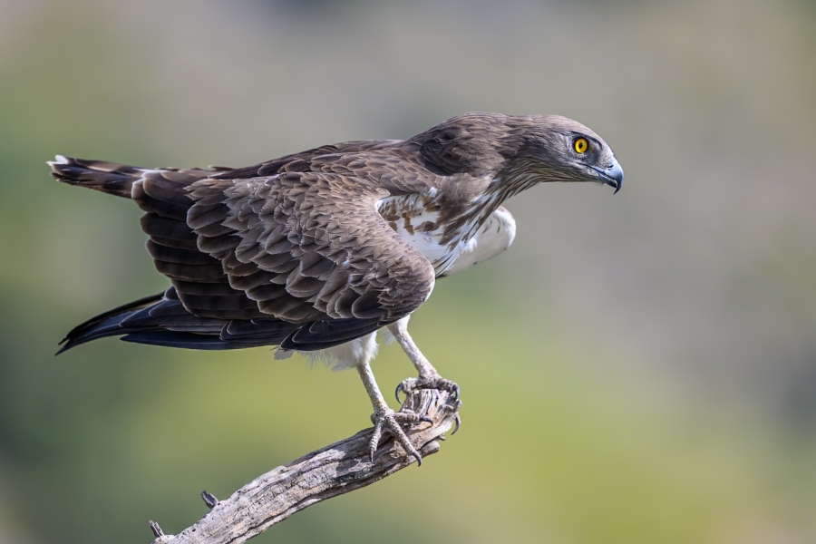 Culebrera europea