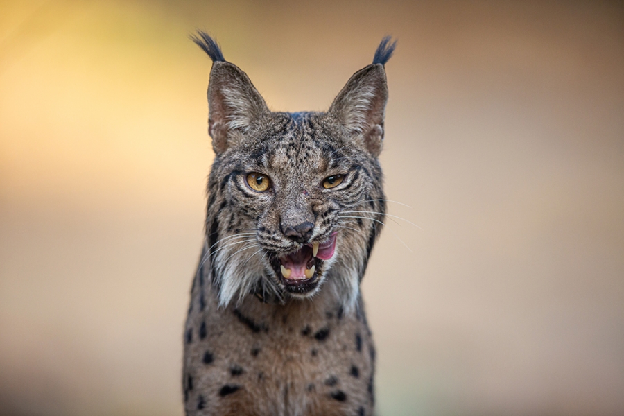 Lengua de Lince