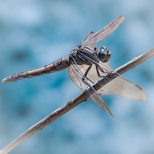 Dron de la naturaleza