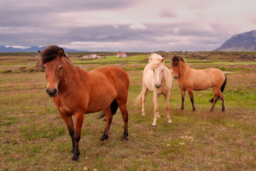 Caballos Islandeses