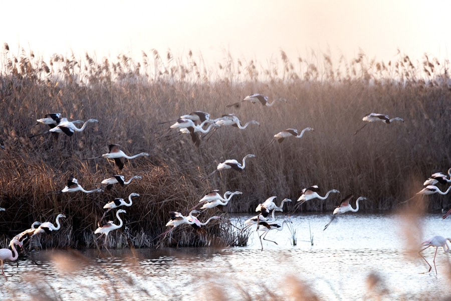 flamencos empezando vuelo