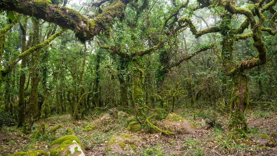 El Bosque de la Niebla