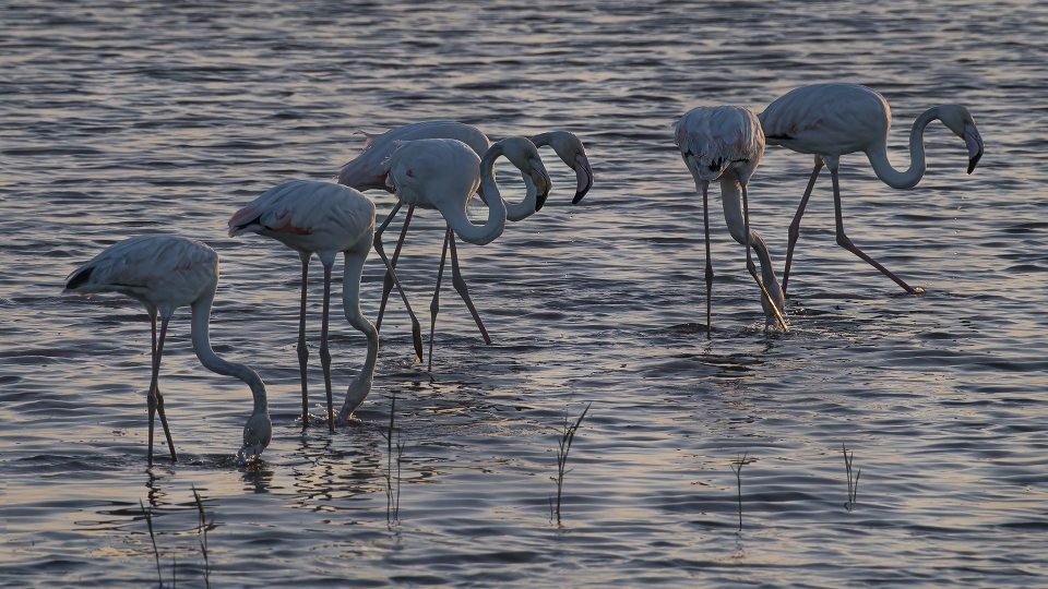 Flamencos