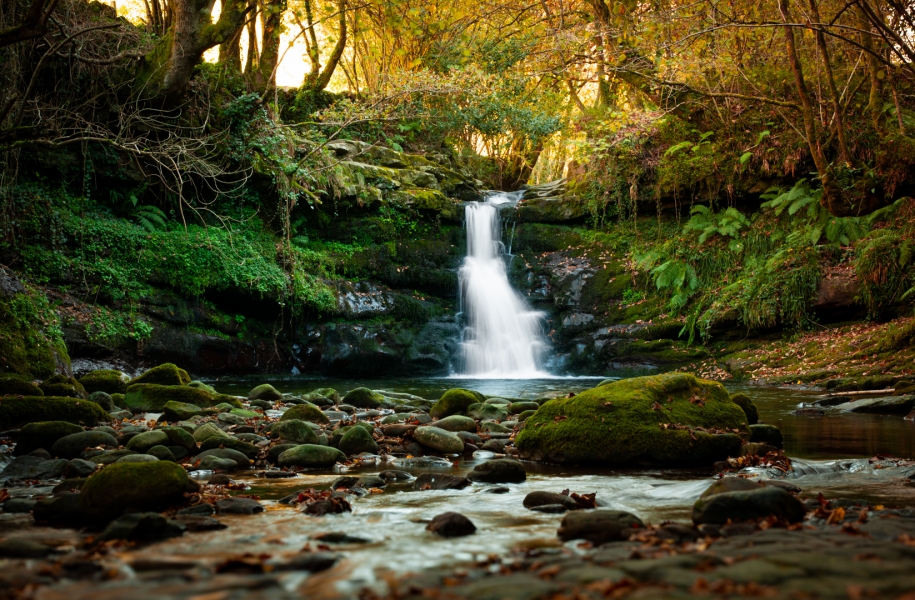 El bosque de las náyades.