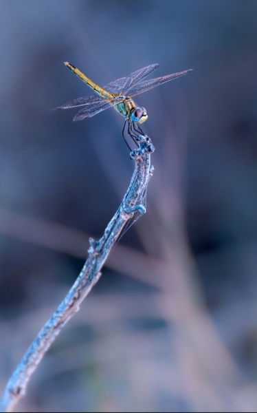 Dragonfly