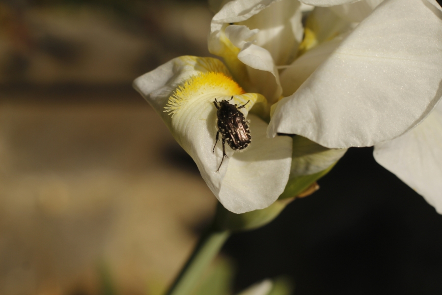 Insecto tótem