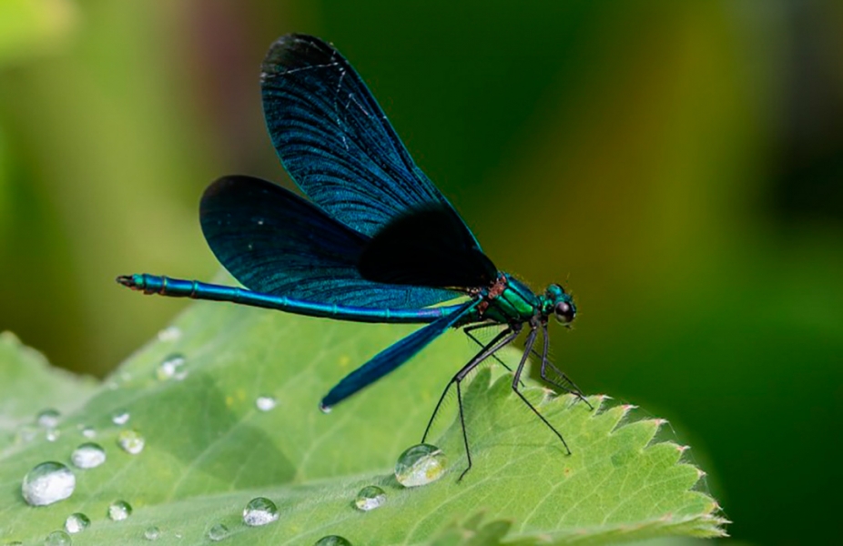 Libelula azul