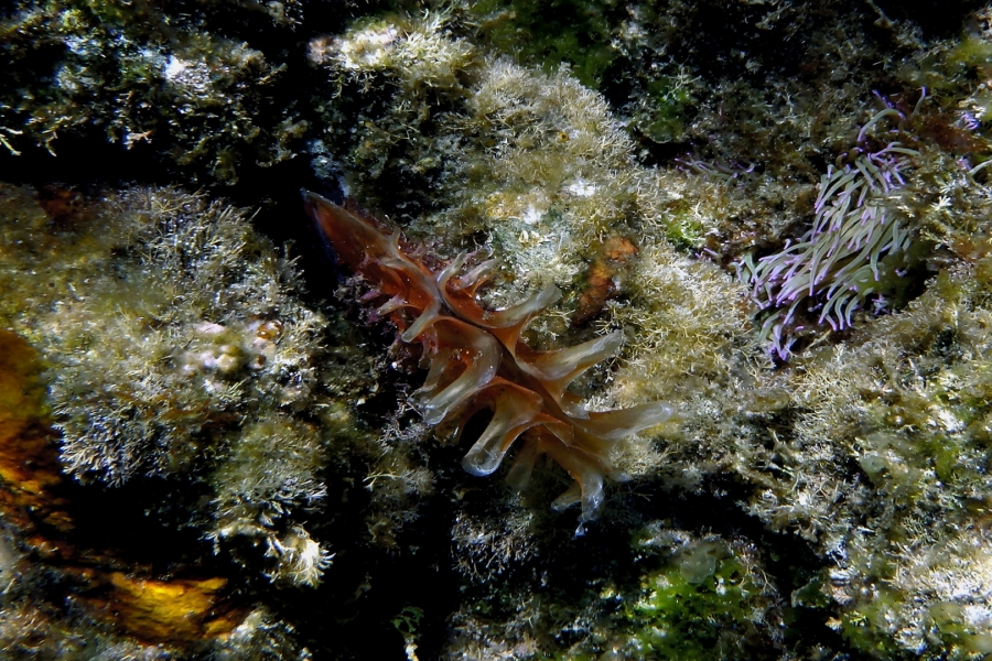 Pinna nibilis (Nacra común)