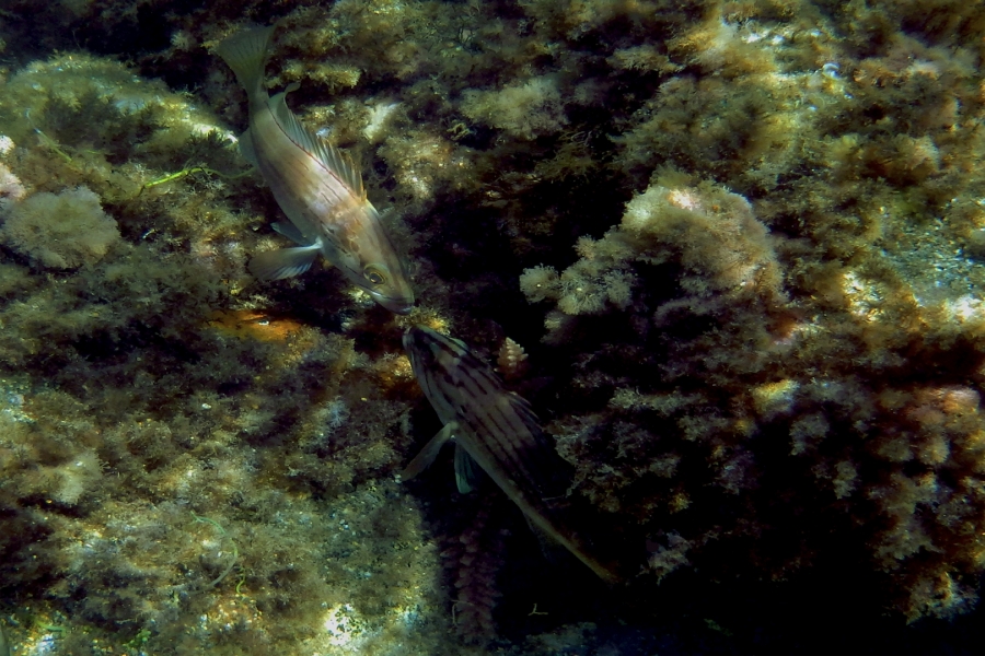 Epinephelus costae (Falso Abadejo)