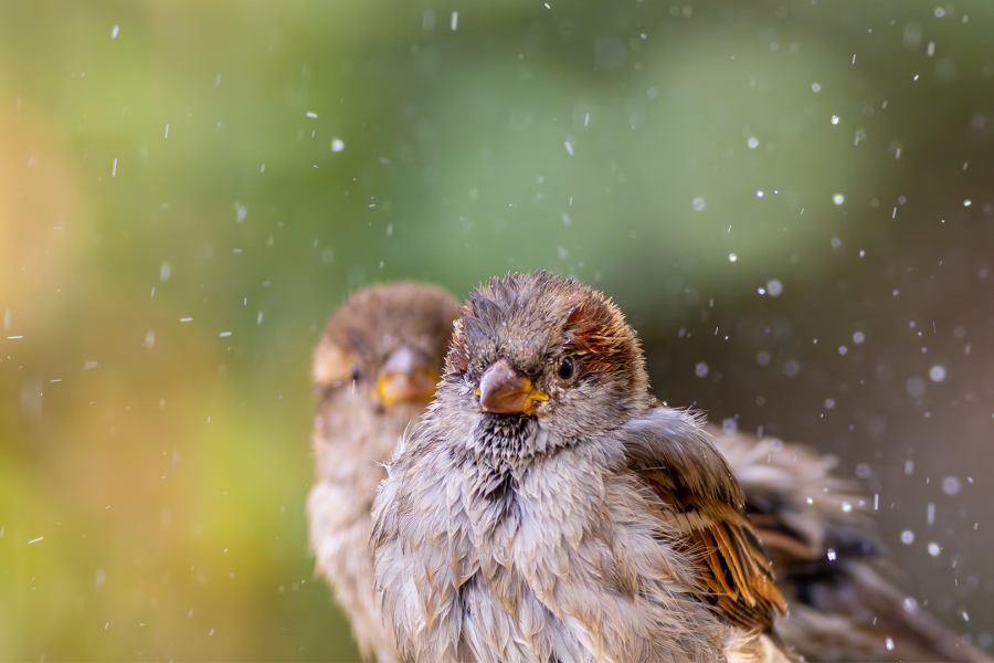 Lluvia compartida