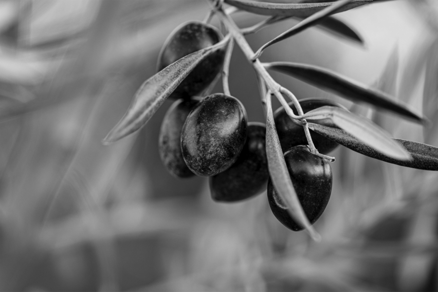 NEGRA ACEITUNA