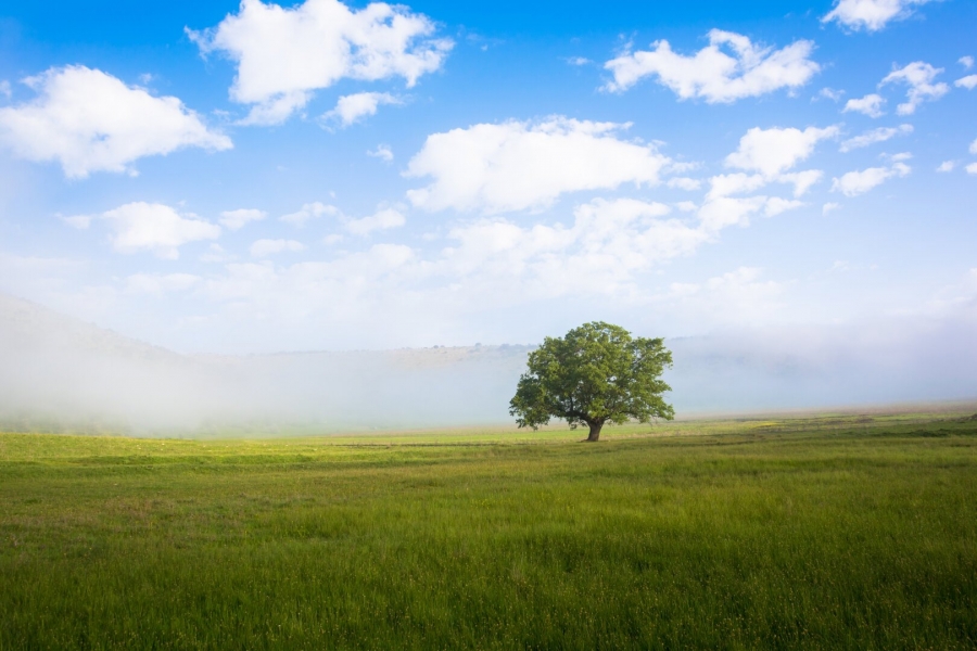 Niebla