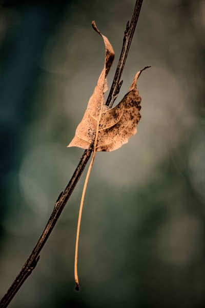 Hoja suspendida