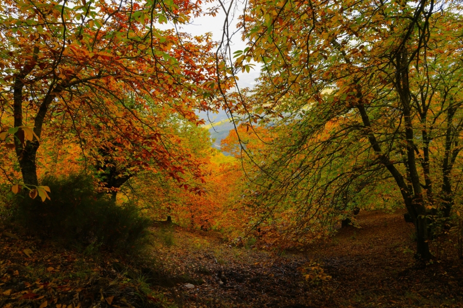 La belleza de los bosques en Otoño