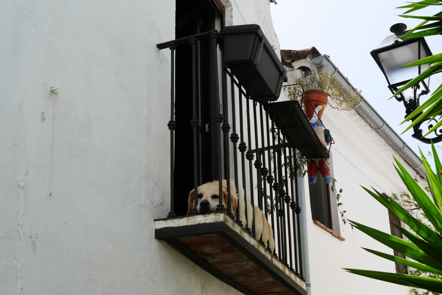 Vida de perro.