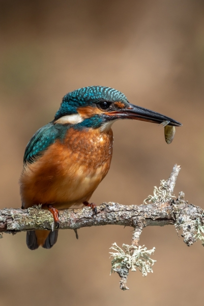 Flecha azul