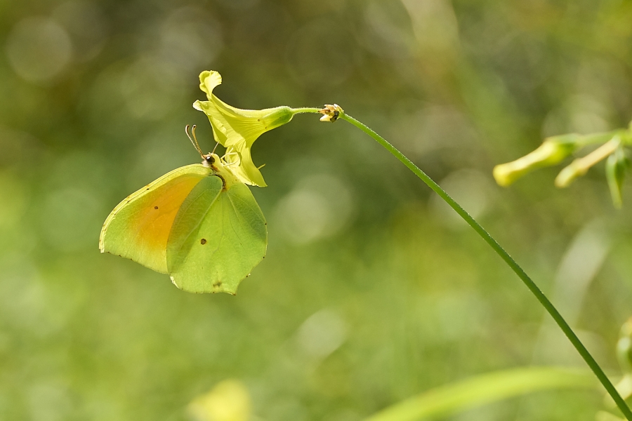 Gonepteryx cleopatra