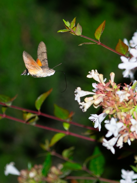 Polilla Colibrí