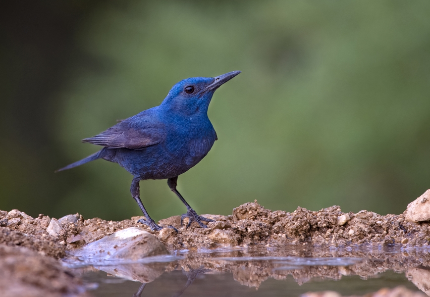 Rokero Solitario