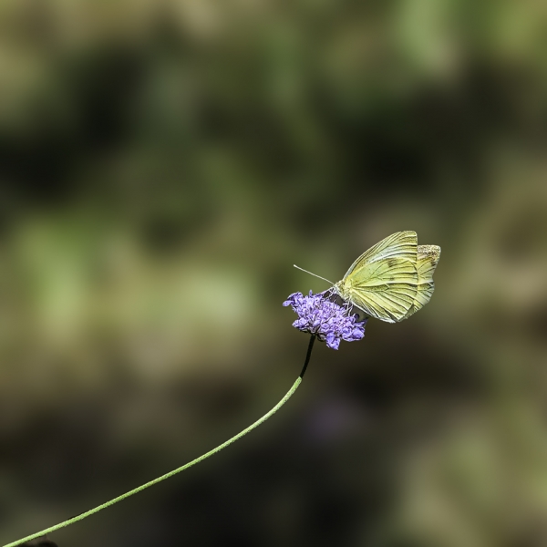 Spring  flower